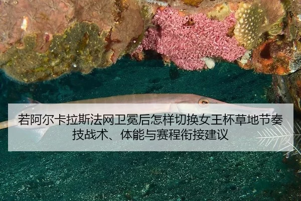 若阿尔卡拉斯法网卫冕后怎样切换女王杯草地节奏技战术、体能与赛程衔接建议